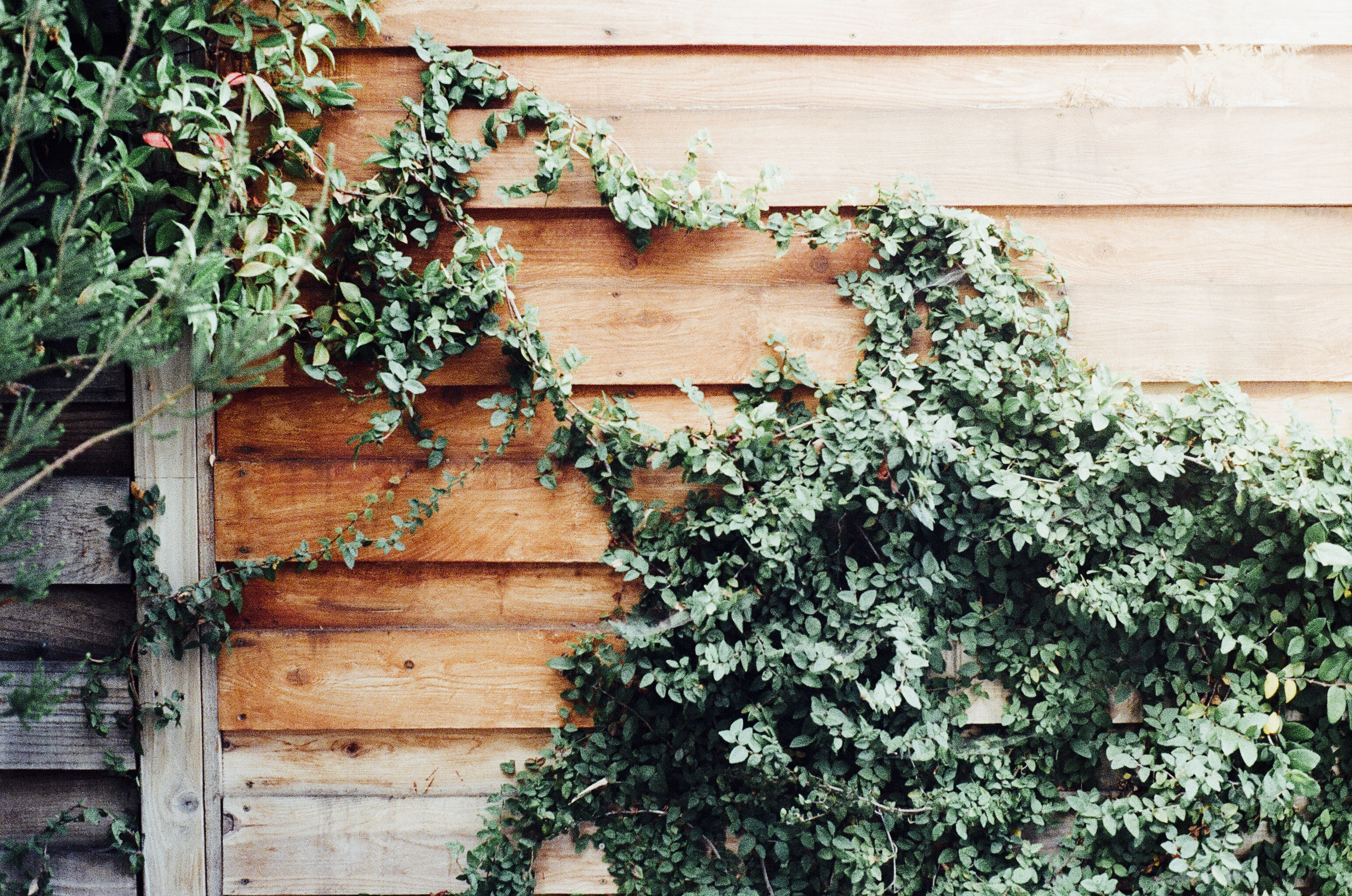 Schutting of tuinafscheiding als tuinbeveiliging